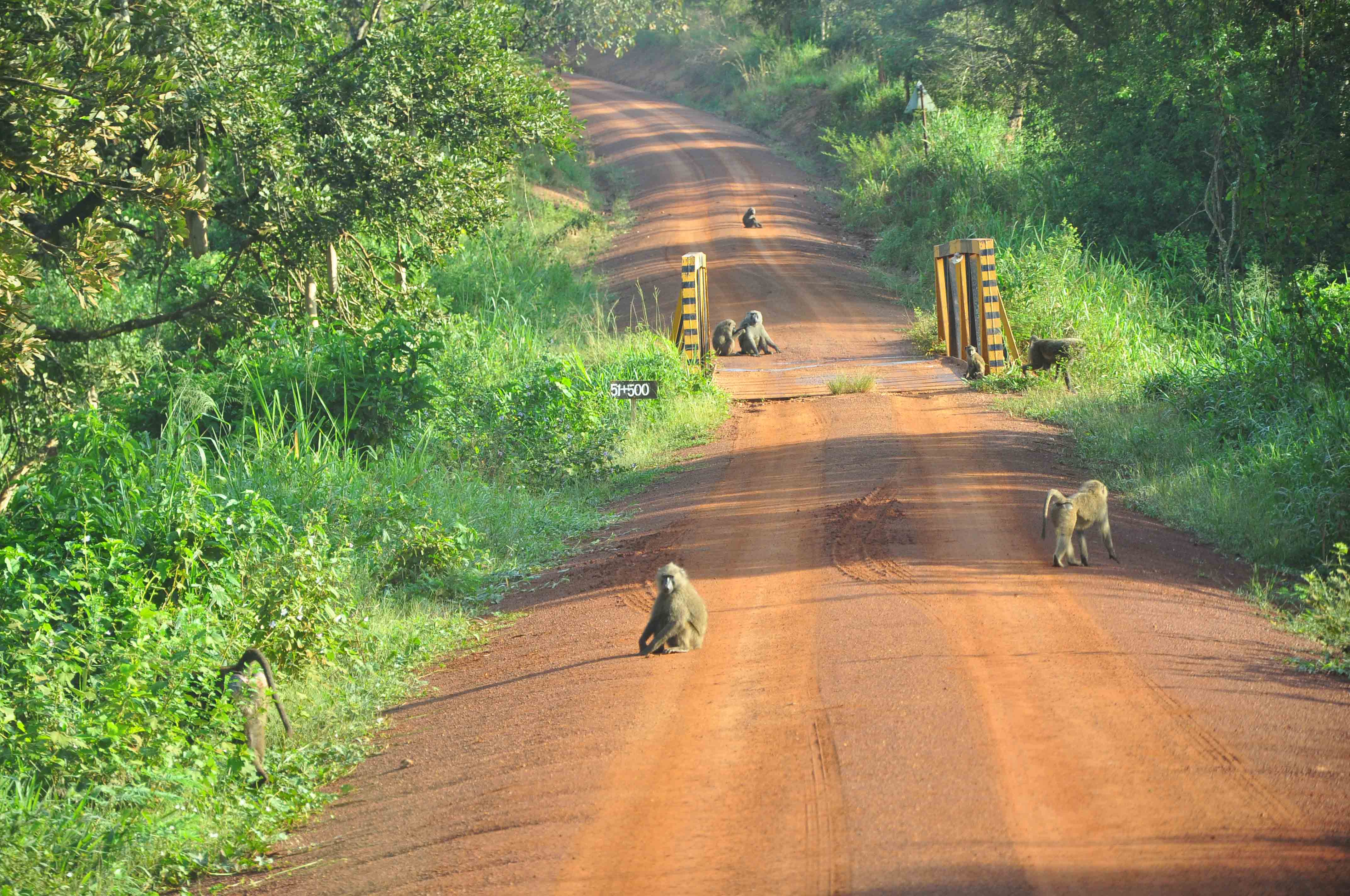 1 Day Chimp trek Budongo Forest reserve